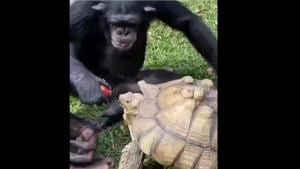 The chimpanzee feeds the apple to the tortoise near him.(Twitter/@ramblingsloa) The chimpanzee feeds the apple to the tortoise near him.(Twitter/@ramblingsloa)