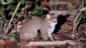 Image shows a rusty-spotted cat that was spotted in Pilibhit Tiger Reserve.(Ht File Photo) Image shows a rusty-spotted cat that was spotted in Pilibhit Tiger Reserve.(Ht File Photo)