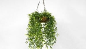 A picture of a hanging pot with green leafy plant.(Unsplash) A picture of a hanging pot with green leafy plant.(Unsplash)