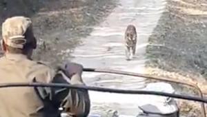 “Tiger growls to mark its presence,” says Twitter user Susanta Nanda IFS, who posted the video.(Twitter/@susantananda3) “Tiger growls to mark its presence,” says Twitter user Susanta Nanda IFS, who posted the video.(Twitter/@susantananda3)