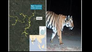 A picture of the tiger along with a map tracking its movement went viral on social media.(Twitter/@parveenkaswan) A picture of the tiger along with a map tracking its movement went viral on social media.(Twitter/@parveenkaswan)