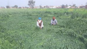 Farmers of wheat and mustard in Punjab and Haryana have cited damage to their crops.(HT file photo) Farmers of wheat and mustard in Punjab and Haryana have cited damage to their crops.(HT file photo)