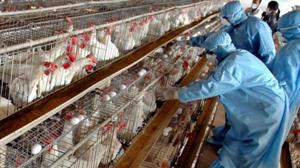 People got suspicious two days ago when chickens started dying in two farms in Kodiyathur and Vengeri villages prompting authorities to send samples to the National Institute of High Security Animal Diseases in Bhopal which confirmed the presence of avian flu, officials said. (Image used for representation).(FILE PHOTO.) People got suspicious two days ago when chickens started dying in two farms in Kodiyathur and Vengeri villages prompting authorities to send samples to the National Institute of High Security Animal Diseases in Bhopal which confirmed the presence of avian flu, officials said. (Image used for representation).(FILE PHOTO.)