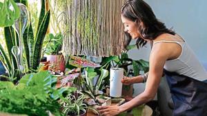 Invest in these indoor plants and bring health home. Invest in these indoor plants and bring health home.