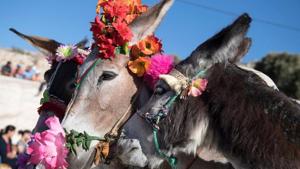 A village in Maharashtra’s Beed district on Tuesday continued its 90-year-old tryst with a Holi tradition in which the “newest son-in-law” gets a donkey ride.(AFP) A village in Maharashtra’s Beed district on Tuesday continued its 90-year-old tryst with a Holi tradition in which the “newest son-in-law” gets a donkey ride.(AFP)