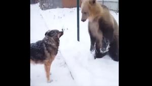 The clip shows a grizzly bear sniffing a dog and trying to play with it.(Twitter) The clip shows a grizzly bear sniffing a dog and trying to play with it.(Twitter)