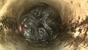 A post on Instagram details how a group of plumbers got together to save the teeny-tiny pupper.(Instagram/thebrisbaneplumbers) A post on Instagram details how a group of plumbers got together to save the teeny-tiny pupper.(Instagram/thebrisbaneplumbers)