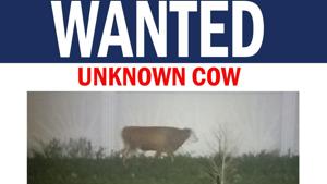 The image shows a wanted cow poster put up by police.(Twitter/@PPinesPD) The image shows a wanted cow poster put up by police.(Twitter/@PPinesPD)