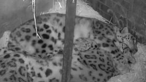 The viral video shows two snow leopards enjoying some down time.(Facebook/Paradise Wildlife Park) The viral video shows two snow leopards enjoying some down time.(Facebook/Paradise Wildlife Park)