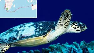The image of the turtle and the map of the journey were shared by IFS officer Parveen Kaswan.(Twitter/@ParveenKaswan) The image of the turtle and the map of the journey were shared by IFS officer Parveen Kaswan.(Twitter/@ParveenKaswan)