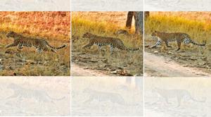 According to many wildlife experts, leopards are more difficult to spot than tigers(Saubhadra Chatterji) According to many wildlife experts, leopards are more difficult to spot than tigers(Saubhadra Chatterji)