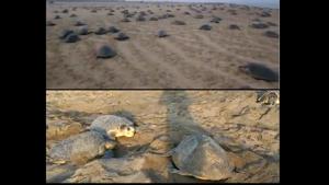 Scenario of Olive Ridley turtles waddling to the beach to start laying and nesting their eggs(Twitter/@susantananda3) Scenario of Olive Ridley turtles waddling to the beach to start laying and nesting their eggs(Twitter/@susantananda3)