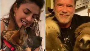 Arnold Schwarzenegger and Priyanka Chopra pose with their pet animals. Arnold Schwarzenegger and Priyanka Chopra pose with their pet animals.