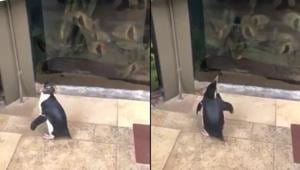 A video shows a glimpse of one of the penguin’s special visit and boy, is it precious or what?(Twitter/@shedd_aquarium) A video shows a glimpse of one of the penguin’s special visit and boy, is it precious or what?(Twitter/@shedd_aquarium)