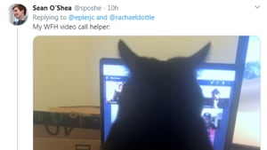 Many people working from home are sharing images of their pets with witty co-worker related caption.(Twitter/@sposhe)