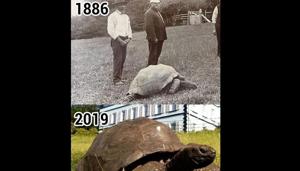 The photo showcases the oldest known living terrestrial animal in the world, a turtle called Jonathan.(Twitter/@ParveenKaswan) The photo showcases the oldest known living terrestrial animal in the world, a turtle called Jonathan.(Twitter/@ParveenKaswan)