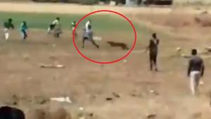 “A horrendous rescue. Crowd control is half the problem in man-animal conflicts like this. They had no business to be there,” writes Nanda on Twitter.(Twitter/@susantananda3) “A horrendous rescue. Crowd control is half the problem in man-animal conflicts like this. They had no business to be there,” writes Nanda on Twitter.(Twitter/@susantananda3)