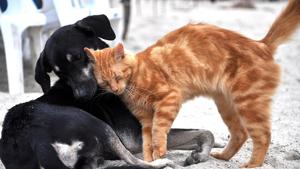 Image shows a cat and a dog snuggling together (representational image).(Pixabay) Image shows a cat and a dog snuggling together (representational image).(Pixabay)