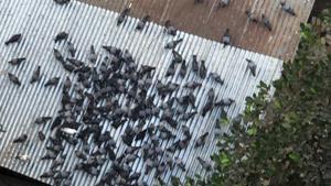 Image shows birds on a rooftop.(Twitter/@iamZoomie) Image shows birds on a rooftop.(Twitter/@iamZoomie)