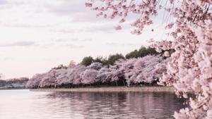 Japan’s famed cherry blossom season is in full bloom but parks in Tokyo are empty of traditional “viewing parties” this year, part of efforts to stem the spread of the coronavirus.(Unsplash) Japan’s famed cherry blossom season is in full bloom but parks in Tokyo are empty of traditional “viewing parties” this year, part of efforts to stem the spread of the coronavirus.(Unsplash)