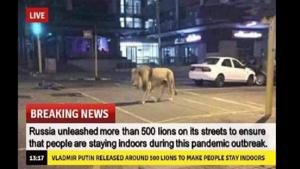 The news of lions released in Russia to enforce lockdown is false.(Twitter) The news of lions released in Russia to enforce lockdown is false.(Twitter)