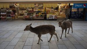 Two deer walk past a souvenir shop near Todaiji temple in Nara, Japan.(AP) Two deer walk past a souvenir shop near Todaiji temple in Nara, Japan.(AP)