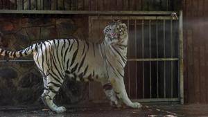 The zoo officials are now trying to making alternative arrangements for ensuring daily supply for the animals.(Sanchit Khanna/HT file photo) The zoo officials are now trying to making alternative arrangements for ensuring daily supply for the animals.(Sanchit Khanna/HT file photo)
