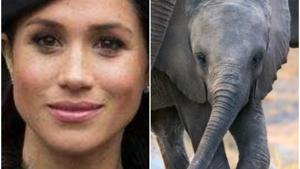 Harry and Meghan shocked the world in January by announcing that they were quitting as senior royals. Harry and Meghan shocked the world in January by announcing that they were quitting as senior royals.