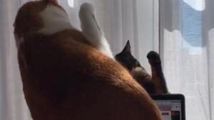The image shows two cats fighting.(Reddit/pasteldefresa) The image shows two cats fighting.(Reddit/pasteldefresa)