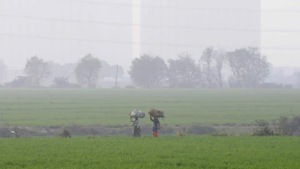The farm-to-fork supply chain has been disrupted by the coronavirus lockdown.(Sunil Ghosh / Hindustan Times) The farm-to-fork supply chain has been disrupted by the coronavirus lockdown.(Sunil Ghosh / Hindustan Times)