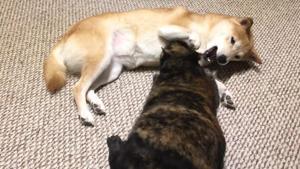 The image shows the dog and the cat play fighting.(Reddit/motionblurrr) The image shows the dog and the cat play fighting.(Reddit/motionblurrr)