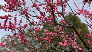 Take a virtual trip to see the blooming Sakura in Japan this Spring.(Nupur Singh) Take a virtual trip to see the blooming Sakura in Japan this Spring.(Nupur Singh)