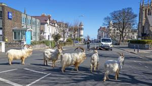 A herd of goats walk the quiet streets in Llandudno, north Wales.(AP) A herd of goats walk the quiet streets in Llandudno, north Wales.(AP)