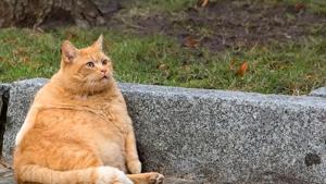 It is not clear from the study which species of cats have been used for the experiments.(HT Archives) It is not clear from the study which species of cats have been used for the experiments.(HT Archives)