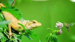 The image shows a chameleon and a moth.(Twitter/@avikphotography) The image shows a chameleon and a moth.(Twitter/@avikphotography)