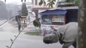 Watch what it does when it spots someone on the road.(Twitter/@ParveenKaswan) Watch what it does when it spots someone on the road.(Twitter/@ParveenKaswan)