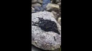 The 13-second-clip shows a black moss-like substance wriggling on some rocks.(Twitter/@sunnyarkade) The 13-second-clip shows a black moss-like substance wriggling on some rocks.(Twitter/@sunnyarkade)