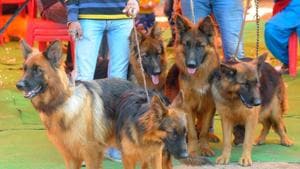 Wrestler and philanthropist Sangram Singh said it is absolutely incorrect that cats and dogs spead coronavirus.(HT file photo) Wrestler and philanthropist Sangram Singh said it is absolutely incorrect that cats and dogs spead coronavirus.(HT file photo)