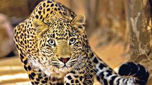 The forest department rescued a leopard after it attacked and injured two persons in a village in Vaishali district. The forest department rescued a leopard after it attacked and injured two persons in a village in Vaishali district.