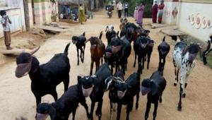 Goats wearing masks on muzzles.(ANI) Goats wearing masks on muzzles.(ANI)