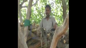 Mukul Tyagi on his tree house.(ANI) Mukul Tyagi on his tree house.(ANI)