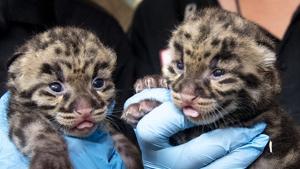 Newborn clouded leopards are held by a staff member for their neonatal exams at the zoo in Miami.(AP) Newborn clouded leopards are held by a staff member for their neonatal exams at the zoo in Miami.(AP)