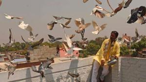 In Lucknow, passionate aficionados say that the Covid-19 outbreak is utterly disappointing, as most pigeon-sports clubs have cancelled all competitions this season (April to May).(HT Photo) In Lucknow, passionate aficionados say that the Covid-19 outbreak is utterly disappointing, as most pigeon-sports clubs have cancelled all competitions this season (April to May).(HT Photo)