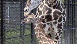 The Audubon Nature Institute in New Orleans welcomed a new resident, a baby giraffe named Hope.(AP) The Audubon Nature Institute in New Orleans welcomed a new resident, a baby giraffe named Hope.(AP)