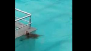 The monkey was seen swimming in a deserted pool.(Twitter) The monkey was seen swimming in a deserted pool.(Twitter)