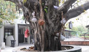 Earthen pots filled with the ashes of the deceased hang on a tree at the cremation ground in Chandigarh’s Sector 25, as no more lockers are available to store them.(Keshav Singh/HT) Earthen pots filled with the ashes of the deceased hang on a tree at the cremation ground in Chandigarh’s Sector 25, as no more lockers are available to store them.(Keshav Singh/HT)