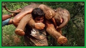 Man carrying a baby elephant he rescued.(Twitter) Man carrying a baby elephant he rescued.(Twitter)