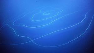 As many as 30 new marine species have also been discovered by experts in the deep sea off the Australian coast.(Schmidt Ocean Institute) As many as 30 new marine species have also been discovered by experts in the deep sea off the Australian coast.(Schmidt Ocean Institute)