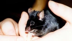 Have you ever shared your house with a mouse?(Wikimedia Commons) Have you ever shared your house with a mouse?(Wikimedia Commons)