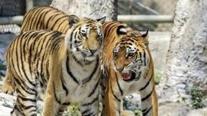 Kaziranga, which is the largest habitat of one-horned rhinos, is home to a total of 121 Royal Bengal Tigers.(Representative photo/PTI) Kaziranga, which is the largest habitat of one-horned rhinos, is home to a total of 121 Royal Bengal Tigers.(Representative photo/PTI)